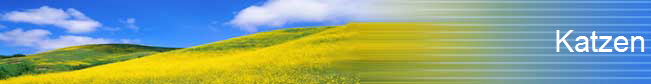 Katzen